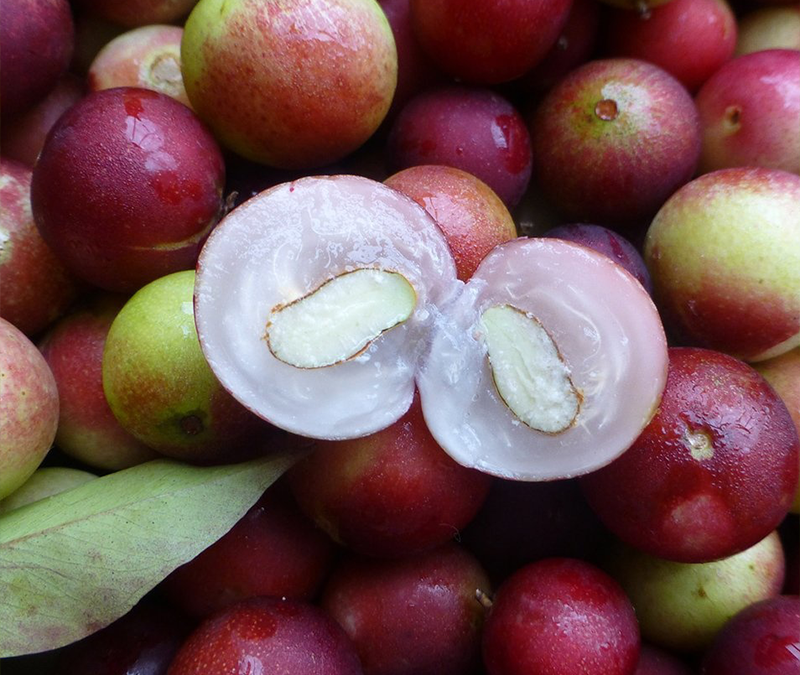 THE BENEFITS OF CAMU CAMU FOR YOUR SKIN